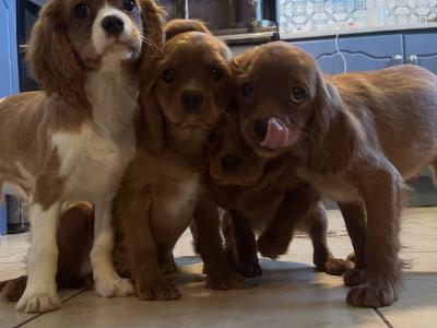 Cavalier King Charles IKC Registered puppies in Wexford