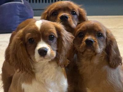 Cavalier King Charles IKC Registered puppies in Wexford