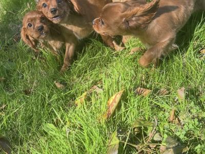 Cavalier King Charles IKC Registered puppies in Wexford