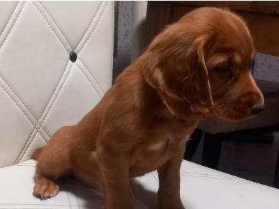 IKC Registered female Fox Red Cocker Spaniel puppy in Kilkenny