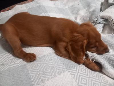 IKC Registered female Fox Red Cocker Spaniel puppy in Kilkenny