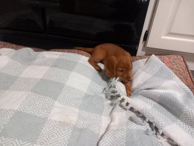 IKC Registered female Fox Red Cocker Spaniel puppy in Kilkenny