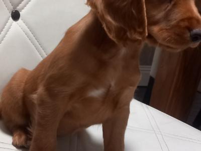 IKC Registered female Fox Red Cocker Spaniel puppy in Kilkenny