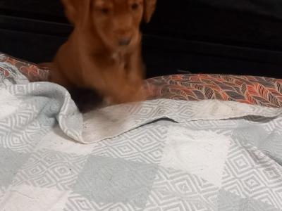 IKC Registered female Fox Red Cocker Spaniel puppy in Kilkenny