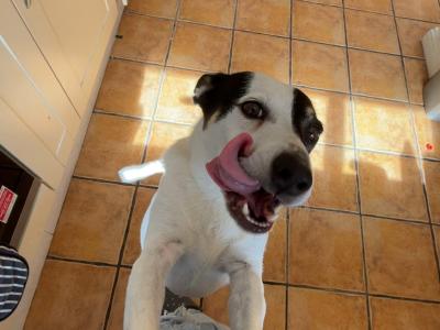Kali is a female Border Collie X dog in Dublin