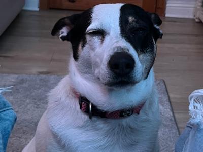 Kali is a female Border Collie X dog in Dublin