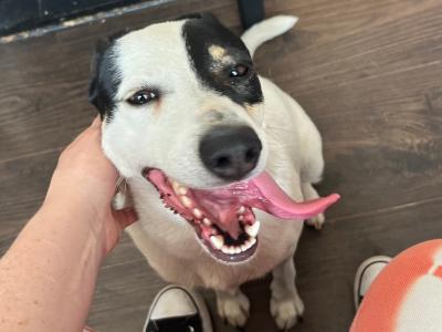 Kali is a female Border Collie X dog in Dublin