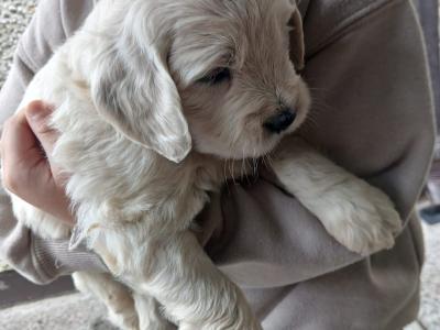 Goldendoodle puppies in Wicklow