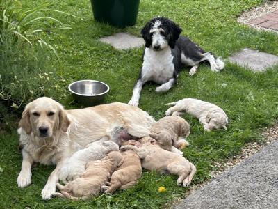 Goldendoodle puppies in Wicklow