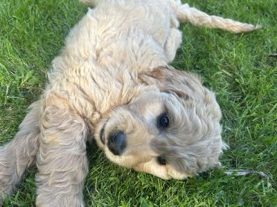 Goldendoodle puppies in Wicklow