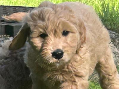 Goldendoodle puppies in Wicklow