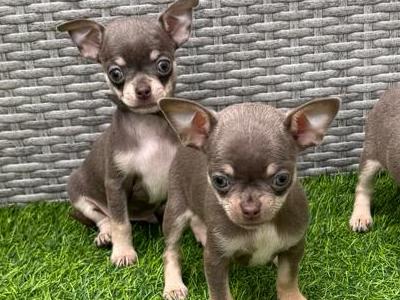 ⭐️ IKC Registered Chihuahua puppies ⭐️