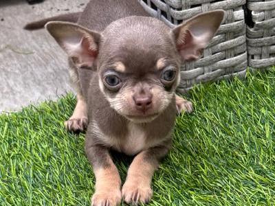 ⭐️ IKC Registered Chihuahua puppies ⭐️
