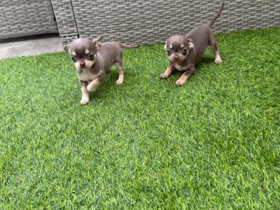 ⭐️ IKC Registered Chihuahua puppies ⭐️