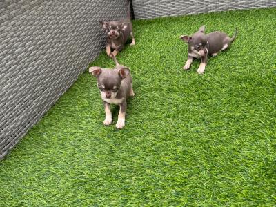 ⭐️ IKC Registered Chihuahua puppies ⭐️