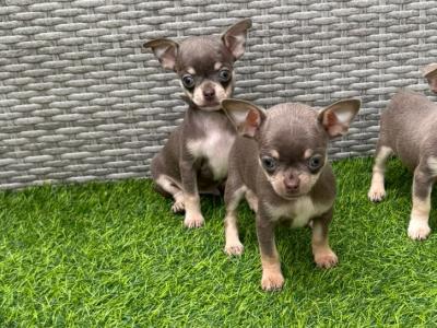 ⭐️ IKC Registered Chihuahua puppies ⭐️