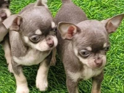 ⭐️ IKC Registered Chihuahua puppies ⭐️