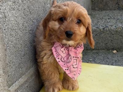 🐶 Toy Cavapoo puppies in Carlow 🐶