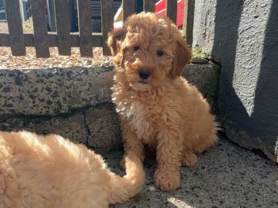 🐶 Toy Cavapoo puppies in Carlow 🐶