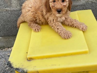 🐶 Toy Cavapoo puppies in Carlow 🐶