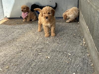 🐶 Toy Cavapoo puppies in Carlow 🐶