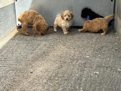 🐶 Toy Cavapoo puppies in Carlow 🐶