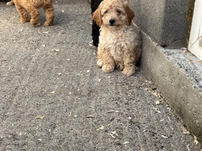 🐶 Toy Cavapoo puppies in Carlow 🐶