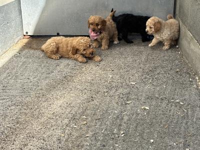 🐶 Toy Cavapoo puppies in Carlow 🐶