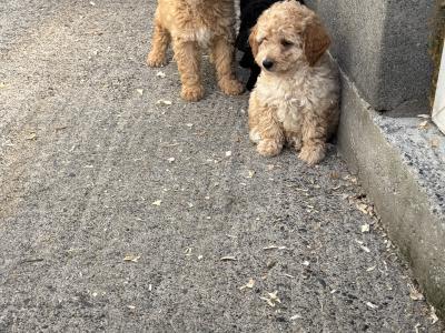 🐶 Toy Cavapoo puppies in Carlow 🐶