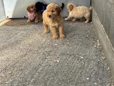 🐶 Toy Cavapoo puppies in Carlow 🐶