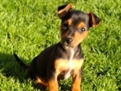 Miniature Jack Russell puppies in Cork