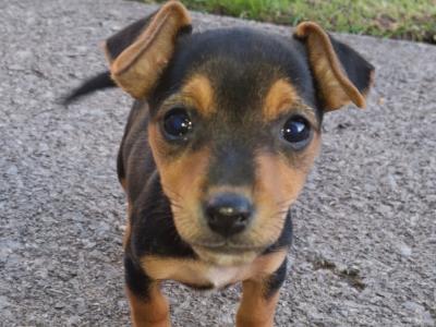 Miniature Jack Russell puppies in Cork