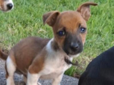 Miniature Jack Russell puppies in Cork