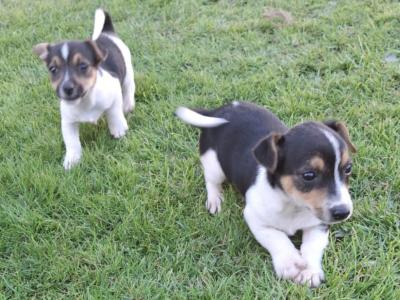 Miniature Jack Russell puppies in Cork