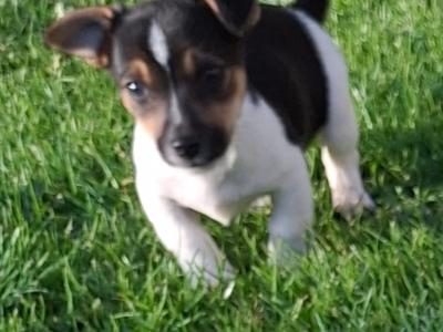 Miniature Jack Russell puppies in Cork