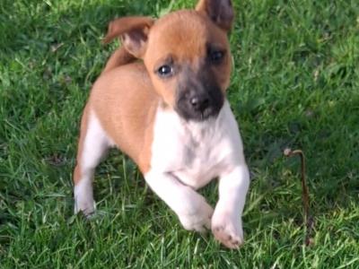 Miniature Jack Russell puppies in Cork