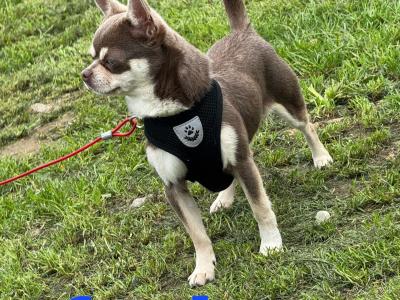 ⭐️ IKC Registered Chihuahua puppies ⭐️