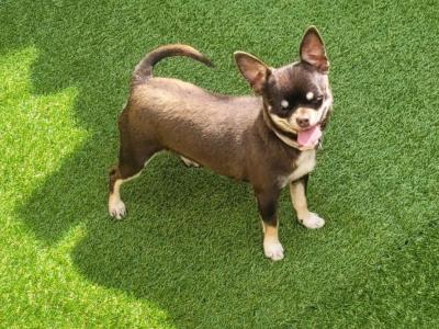 ⭐️ IKC Registered Chihuahua puppies ⭐️