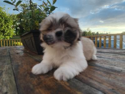 Stunning Shih Tzu puppies in Leitrim 1 male left