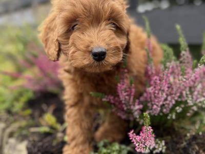 Cavapoo puppies in Cork