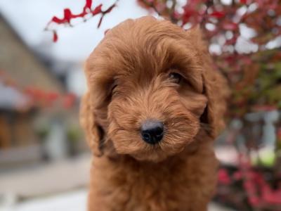 Cavapoo puppies in Cork