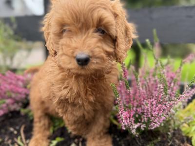 Cavapoo puppies in Cork
