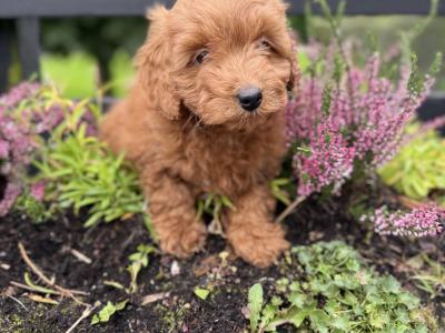 Cavapoo puppies in Cork