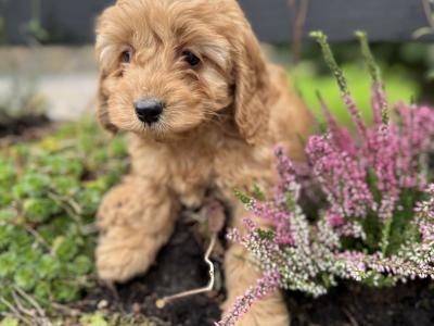 Cavapoo puppies in Cork