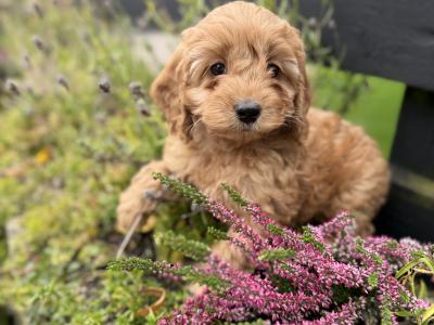Cavapoo puppies in Cork