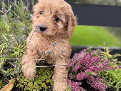 Cavapoo puppies in Cork
