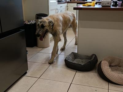 Affectionate IKC Registered male Irish Wolfhound puppy 11 months old in Cavan