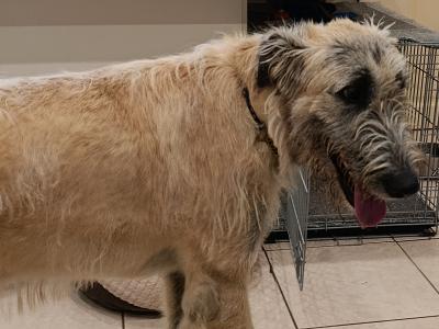 Affectionate IKC Registered male Irish Wolfhound puppy 11 months old in Cavan