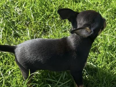 ✅ Female & Male  Miniature Chihuahua puppies available in Galway, both males ✅