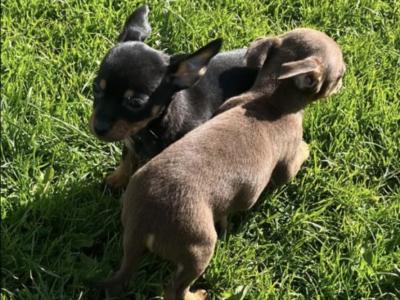 ✅ Female & Male  Miniature Chihuahua puppies available in Galway, both males ✅